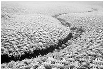 Frozen meadow and streambed,  Mount Halla. Jeju Island, South Korea (black and white)