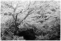 Trees with hoar frost, Mt Halla. Jeju Island, South Korea (black and white)