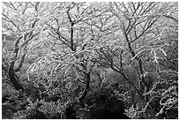 Frosted dwarf-fir, Hallasan National Park. Jeju Island, South Korea (black and white)