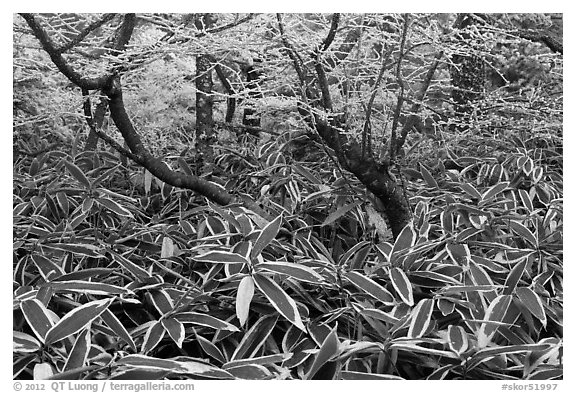 Broad leaf plants growing under dwarf-fir forest. Jeju Island, South Korea (black and white)