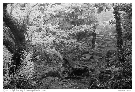 Frosted trees, Yeongsil trail, Mt Halla. Jeju Island, South Korea (black and white)