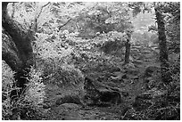 Frosted trees, Yeongsil trail, Mt Halla. Jeju Island, South Korea (black and white)