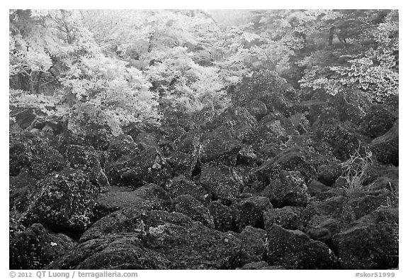 Volcanic rocks and frosted trees. Jeju Island, South Korea (black and white)