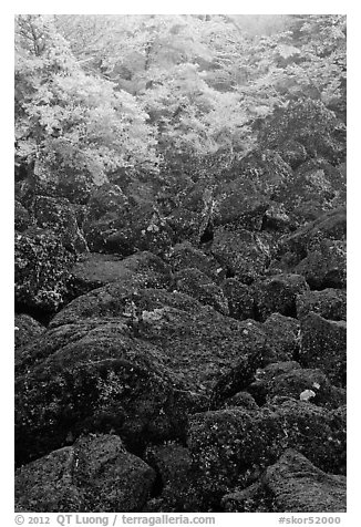 Boulders and trees covered with frost, Mt Halla. Jeju Island, South Korea (black and white)