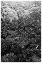 Boulders and trees covered with frost, Mt Halla. Jeju Island, South Korea (black and white)