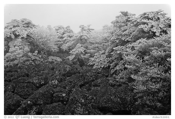 Rocks and ice-covered forest, Hallasan. Jeju Island, South Korea