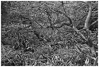 Shrubs and dwarf-fir with frost, Hallasan. Jeju Island, South Korea ( black and white)