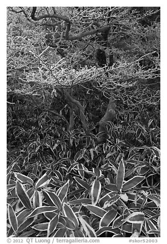 Dwarf-fir trees and undergrowth, Hallasan. Jeju Island, South Korea (black and white)