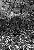 Dwarf-fir trees and undergrowth, Hallasan. Jeju Island, South Korea (black and white)