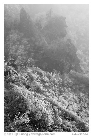 Frozen grasses and pinnacles in fog, Hallasan. Jeju Island, South Korea (black and white)