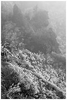 Frozen grasses and pinnacles in fog, Hallasan. Jeju Island, South Korea ( black and white)