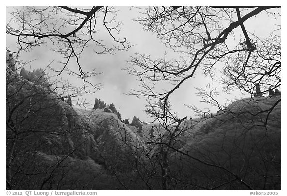 Pinnacles and bare branches, Mt Halla. Jeju Island, South Korea (black and white)