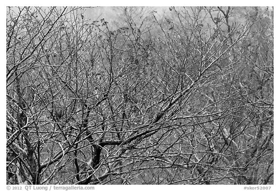 Bare trees with berries, Mount Halla. Jeju Island, South Korea