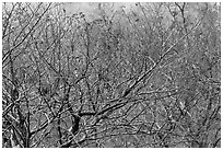 Bare trees with berries, Mount Halla. Jeju Island, South Korea (black and white)