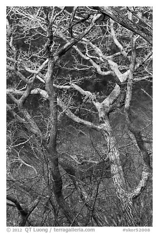 Bare branches, Hallasan National Park. Jeju Island, South Korea (black and white)