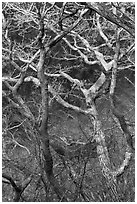 Bare branches, Hallasan National Park. Jeju Island, South Korea (black and white)