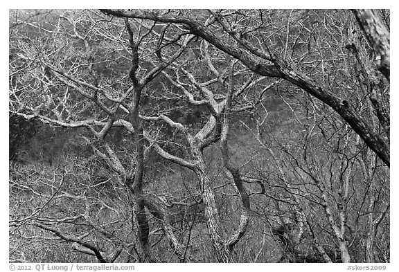 Bare forest, Hallasan National Park. Jeju Island, South Korea (black and white)