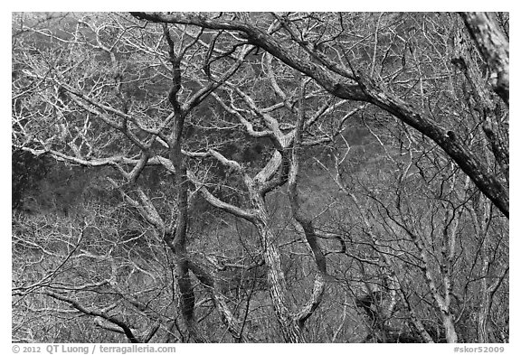 Bare forest, Hallasan National Park. Jeju Island, South Korea