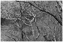 Bare forest, Hallasan National Park. Jeju Island, South Korea ( black and white)