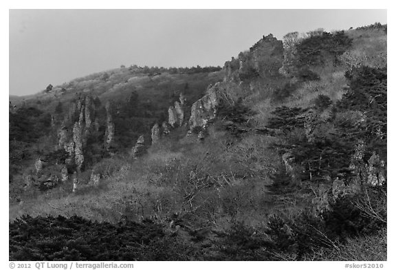 Forest and pinnacles, Hallasan National Park. Jeju Island, South Korea (black and white)