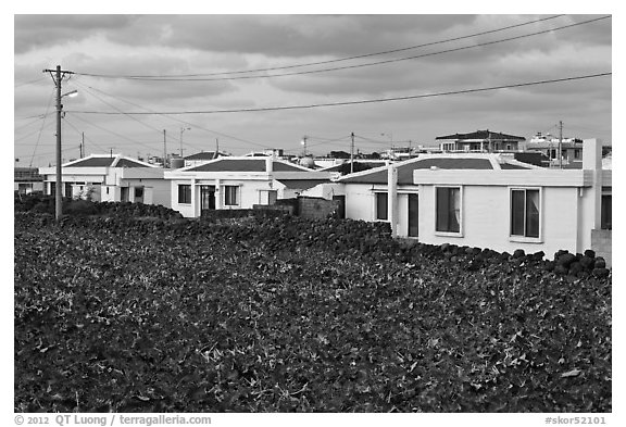 Houses with blue roofs, Seongsang Ilchulbong. Jeju Island, South Korea (black and white)