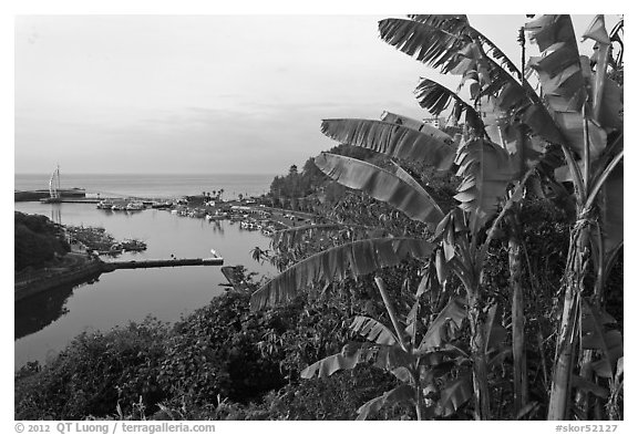 Banana tree and harbor, Seogwipo-si. Jeju Island, South Korea (black and white)