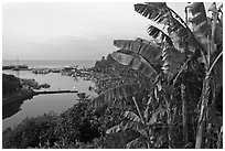 Banana tree and harbor, Seogwipo-si. Jeju Island, South Korea ( black and white)