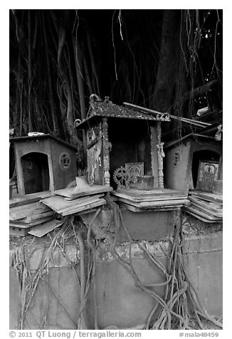 Altars and banyan. George Town, Penang, Malaysia