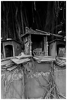 Altars and banyan. George Town, Penang, Malaysia ( black and white)