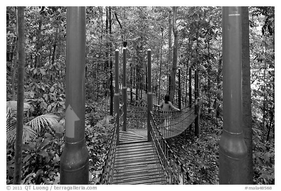 Tourist on forest boardwalk, Bukit Nanas Reserve. Kuala Lumpur, Malaysia (black and white)