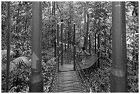 Tourist on forest boardwalk, Bukit Nanas Reserve. Kuala Lumpur, Malaysia (black and white)