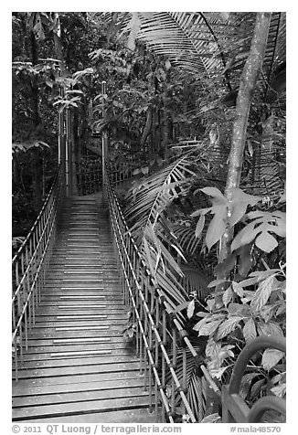 Suspended boardwalk, forest reserve. Kuala Lumpur, Malaysia (black and white)