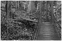 Boardwalk in dipterocarp forest reserve. Kuala Lumpur, Malaysia (black and white)