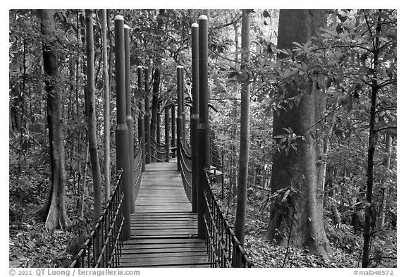 Dipterocarp forest with boardwalk, Bukit Nanas Reserve. Kuala Lumpur, Malaysia (black and white)