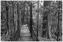 Dipterocarp forest with boardwalk, Bukit Nanas Reserve. Kuala Lumpur, Malaysia (black and white)