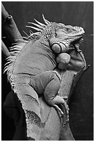 Iguana, Menara KL. Kuala Lumpur, Malaysia ( black and white)