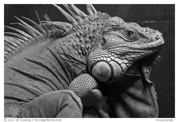 Iguana close-up, Menara KL. Kuala Lumpur, Malaysia (black and white)