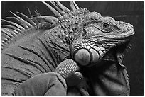 Iguana close-up, Menara KL. Kuala Lumpur, Malaysia (black and white)