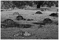 Tombs and trees, Bukit China cemetery. Malacca City, Malaysia (black and white)