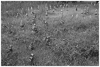 Low-profile muslim gravestones. Malacca City, Malaysia ( black and white)