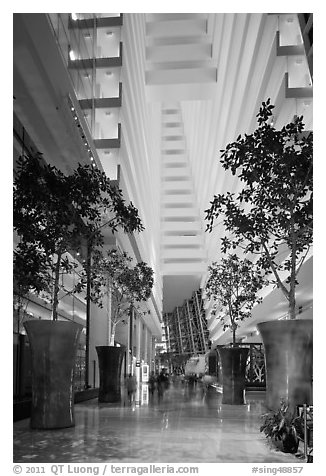 Potted trees inside Marina Bay Sands hotel. Singapore