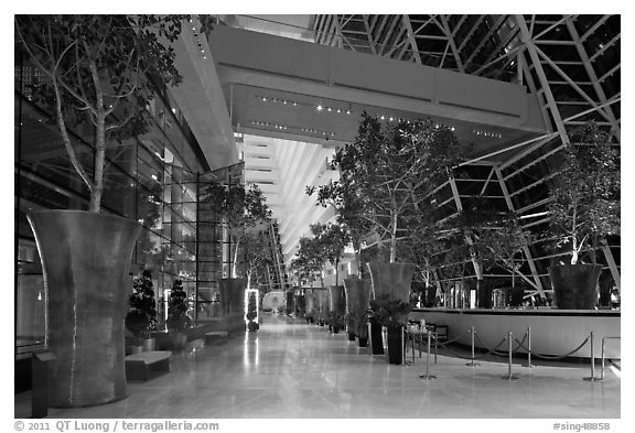 Potted trees, Marina Bay Sands hotel lobby. Singapore (black and white)