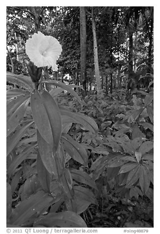 Tropical flower, Singapore Botanical Gardens. Singapore