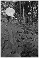 Tropical flower, Singapore Botanical Gardens. Singapore (black and white)