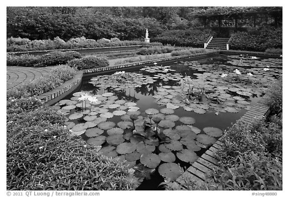 Pond with water lillies, Singapore Botanical Gardens. Singapore