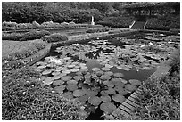Pond with water lillies, Singapore Botanical Gardens. Singapore (black and white)