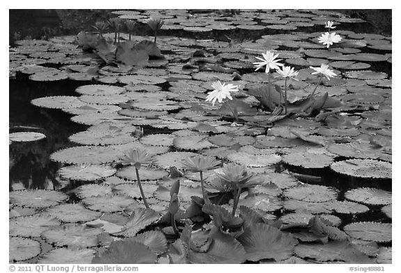 Water lillies in bloom,  Singapore Botanical Gardens. Singapore (black and white)
