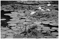 Water lillies in bloom,  Singapore Botanical Gardens. Singapore (black and white)