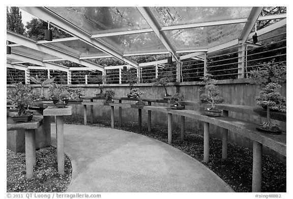 Bonsai trees, Singapore Botanical Gardens. Singapore (black and white)