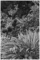 Orchids, National Orchid Garden. Singapore (black and white)